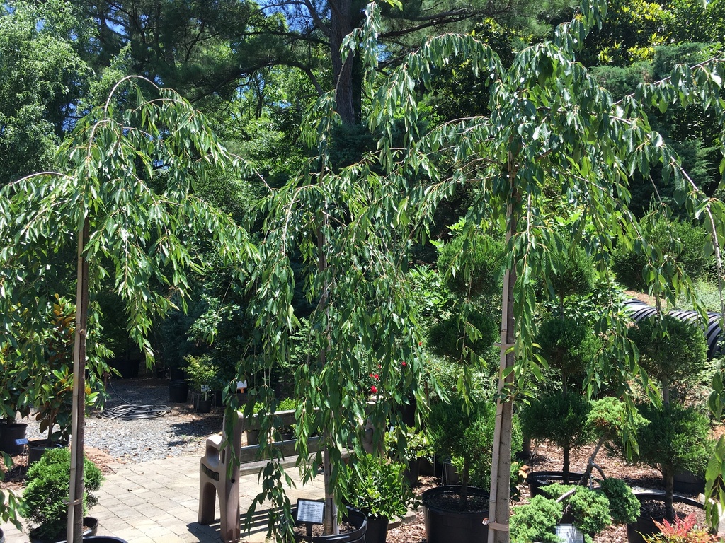 [123588144-15g-container] Weeping Double Pink Cherry - Prunus subhirtella 'Pendula Plena Rosea' (15 gallon container)
