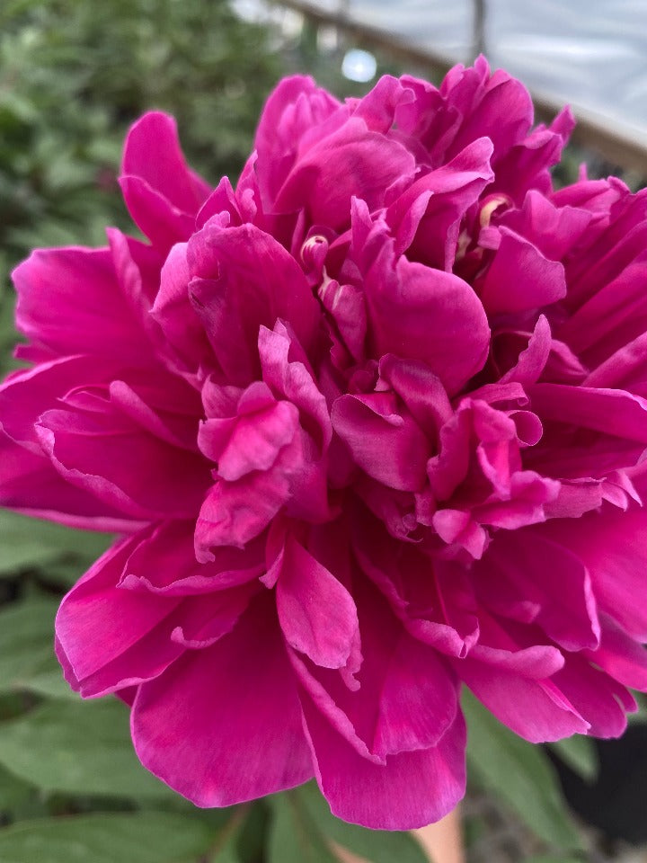 [123488215-2g-container-sold-out] Karl Rosenfield Peony – Double Red Blooming Perennial (2 gallon container)