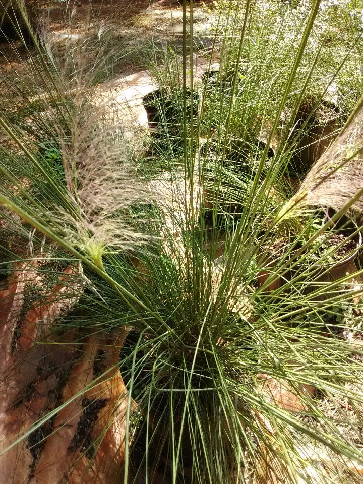 [123488214-1g-container] Pink Muhly Grass (Muhlenbergia capillaris) (1 gallon container)