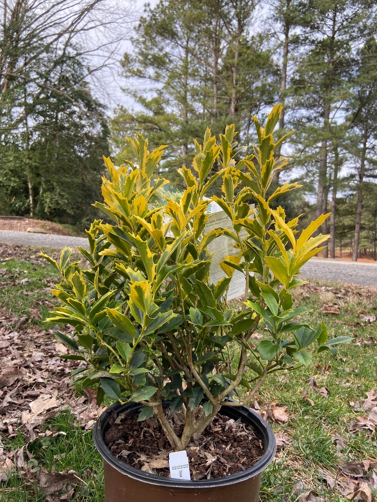 [golden-oakland-holly-3g-container-sold-out] Golden Oakland Holly (Ilex hybrid 'Magden') (3 gallon container)