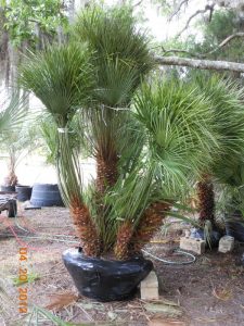 [123488213-7g-container-sold-out] European Fan Palm - Cold Hardy Evergreen Palm (7 gallon container)