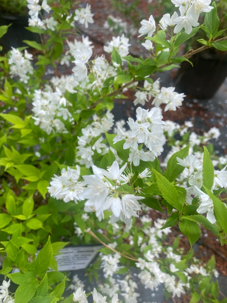 Chardonnay Pearls Deutzia - Proven Winners Flowering Shrub