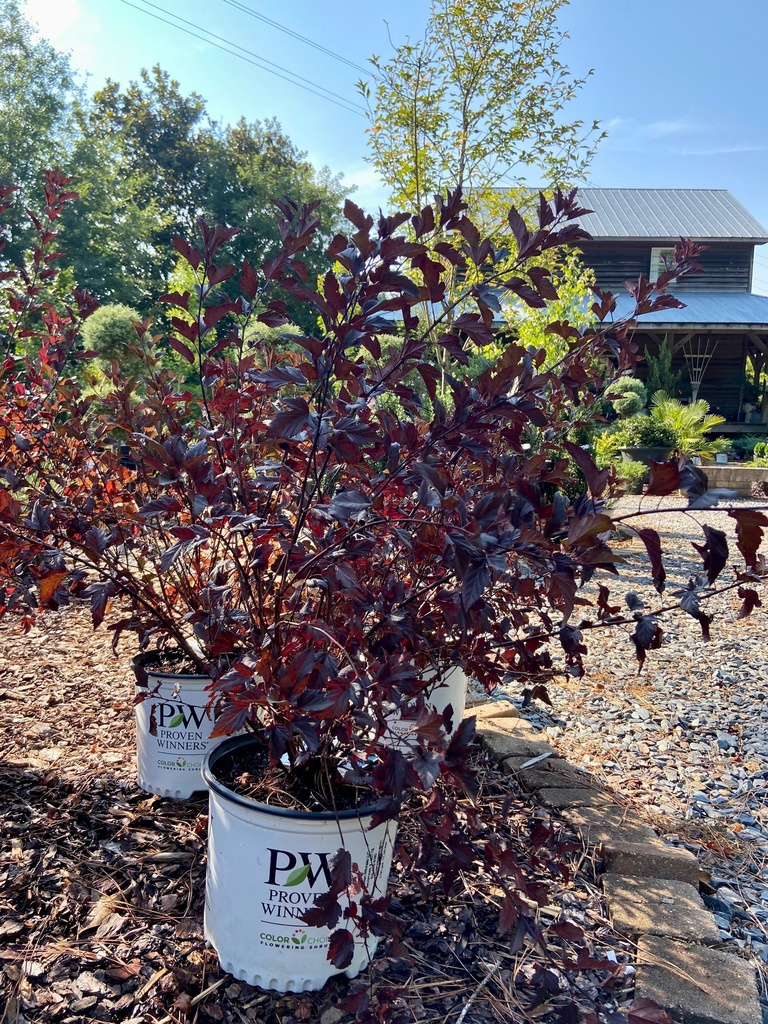 [123488203-3g-container] Summer Wine Ninebark (Physocarpus opulifolius 'Seward')