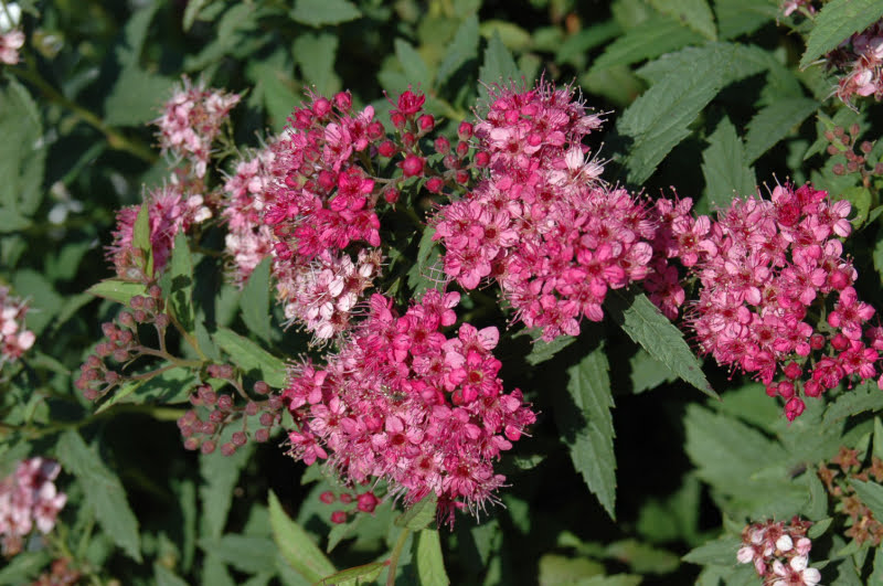 [123488202-2g-container-sold-out] Neon Flash Spirea - Deer Resistant Flowering Shrub (2 gallon container)