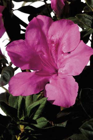 [7/22/26 KC A5] Autumn Sangria Encore Azalea - Reblooming Pink Evergreen Shrub (3 gallon container)