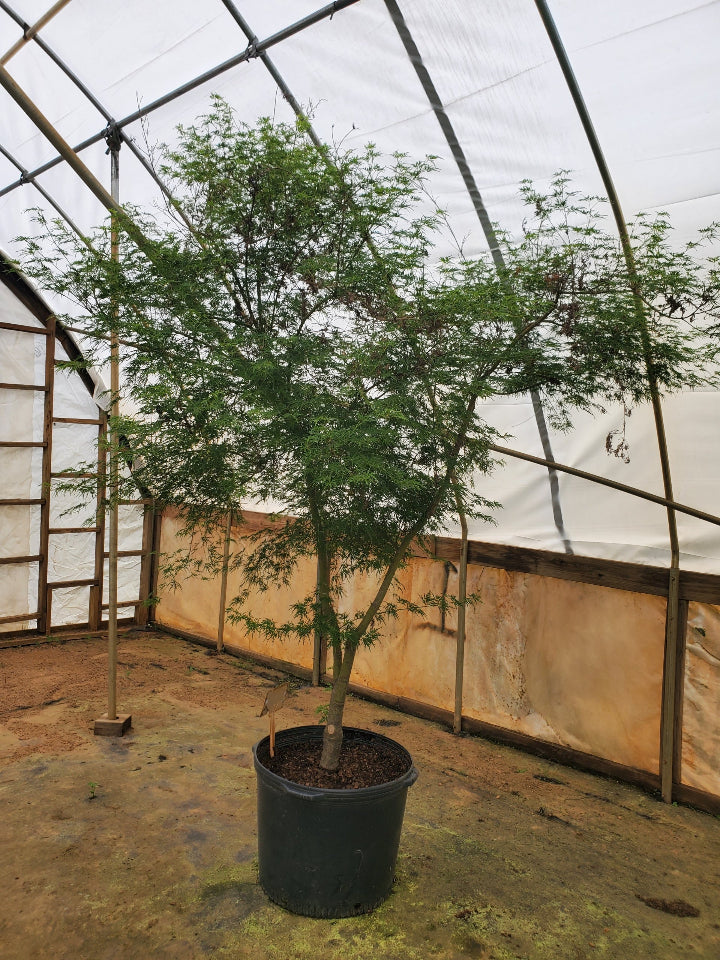 [123488188-3-gallon-container] Seiryu Cutleaf Japanese Maple - Upright Laceleaf (3 gallon container)