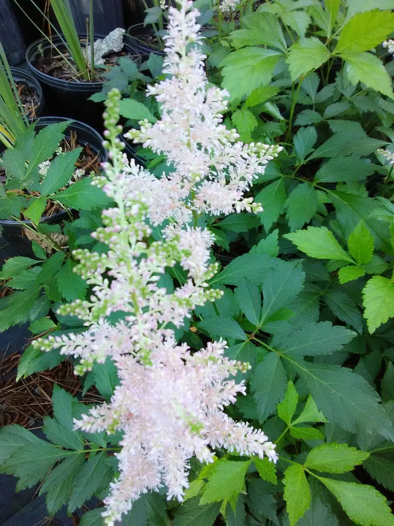[123488164-1-5g-container-sold-out] Europa Astilbe | Pale Pink Fragrant Perennial
