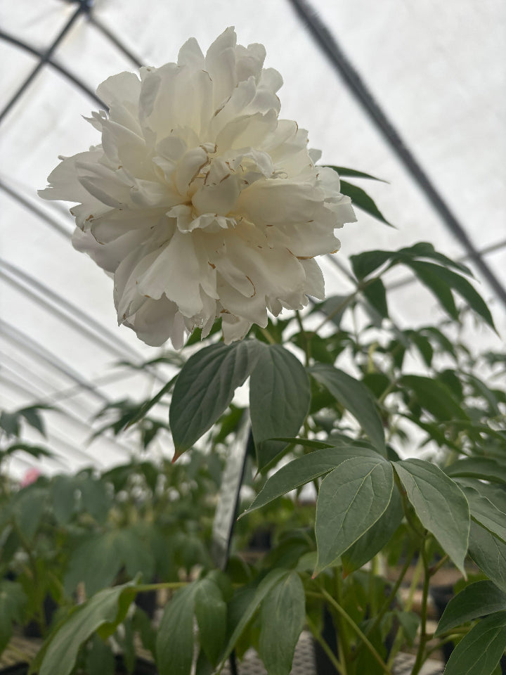 [123488158-2g-container] Shirley Temple Peony – Double Pink to White Blooms (2 gallon container)