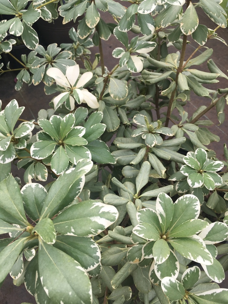 [123488149-3g-container] Variegated Mock Orange - Pittosporum tobira 'Variegatum' (3 gallon container)