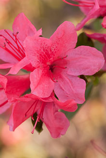 Autumn Cheer Encore Azalea | Reblooming Pink Evergreen Shrub