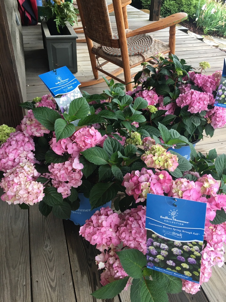 [123488139-3g-container] Endless Summer Hydrangea - Pink or Blue Blooming Shrub