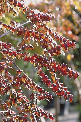 Pistachia chinensis - Chinese Pistache