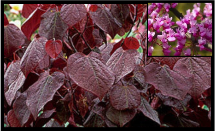 Forest Pansy Redbud - Cercis canadensis 'Forest Pansy'