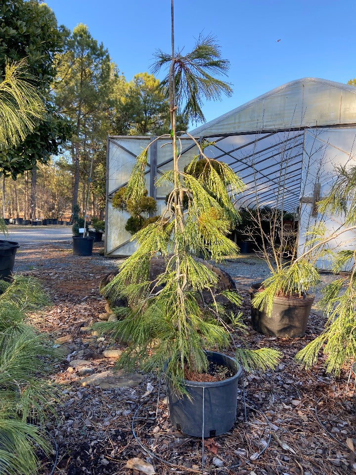 [angel-falls-white-pine-10g-container] Angel Falls Weeping White Pine | Pinus strobus 'Angel Falls' (10 gallon container)