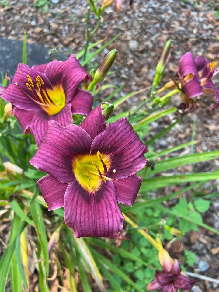 [123488079-2g-container] Grape Magic Daylily – Purple Reblooming Perennial (2 gallon container)