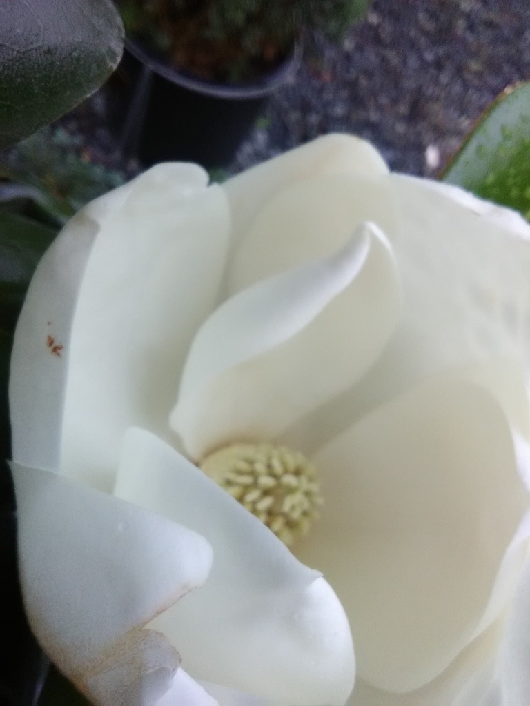 Teddy Bear Magnolia ('Southern Charm') - B&B & Container