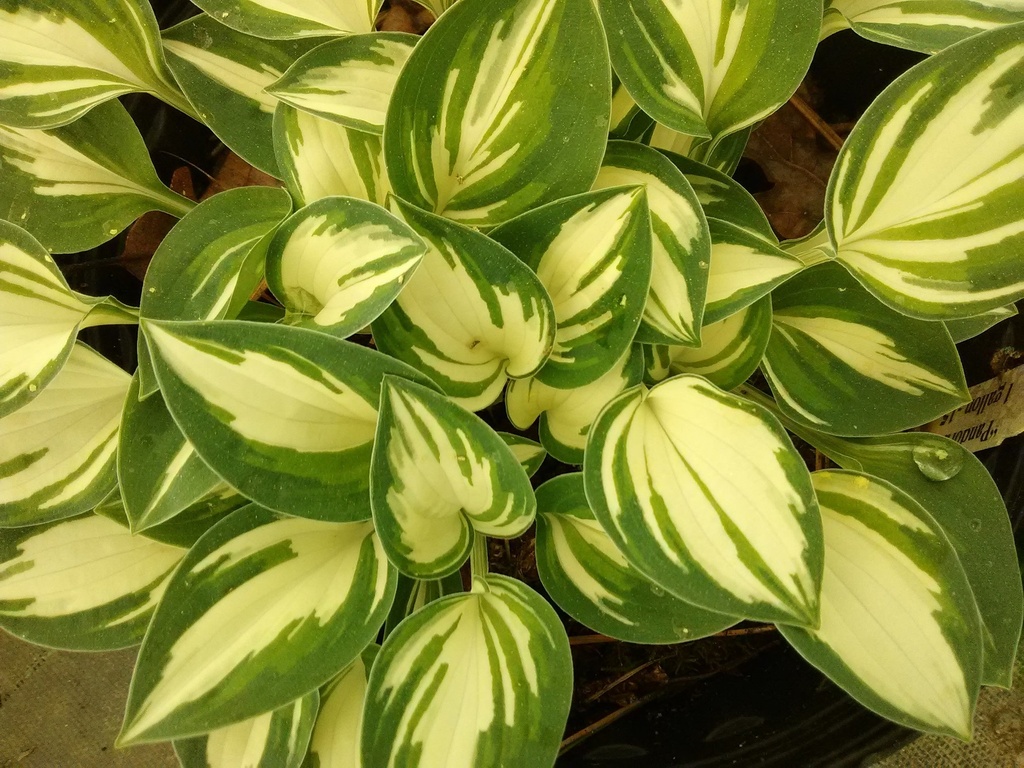 [123488067-1g-container] Pandora's Box Hosta - Miniature Variegated Shade Perennial