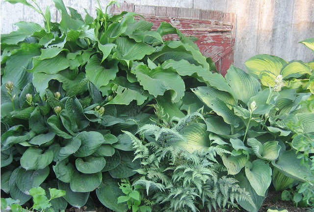 Lakeside Lollipop Hosta – Miniature Shade Perennial