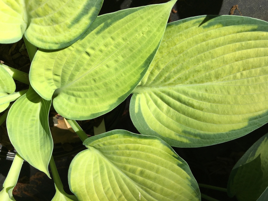 [123488062-1-5g-container] Paul's Glory Hosta - Variegated Shade Perennial