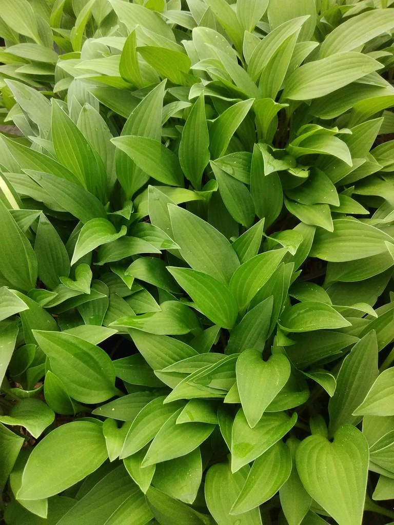 [123488060-2g-container] Blue Arrow Hosta - Blue-Green Shade Perennial (2 gallon container)