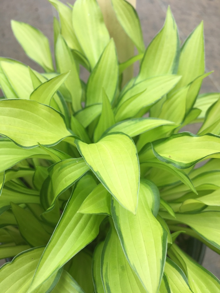 [123488058-1g-container] Early Sunrise Hosta - Miniature Variegated Shade Perennial