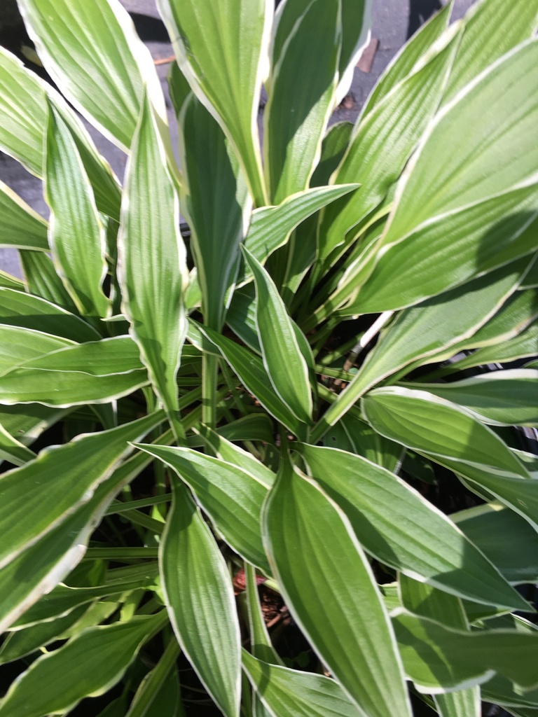 [123488057-1g-container] Stiletto Hosta - Miniature Variegated Shade Perennial (1 gallon container)