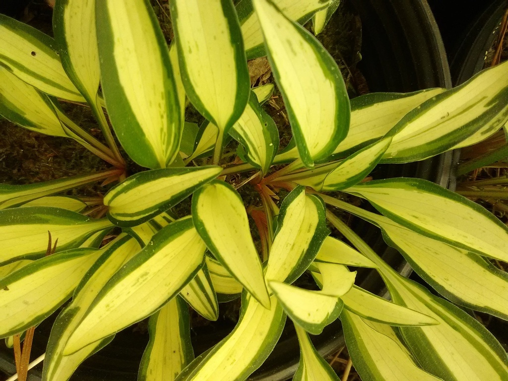 [123488056-1g-container] Masquerade Hosta – Miniature Variegated White & Green Hosta