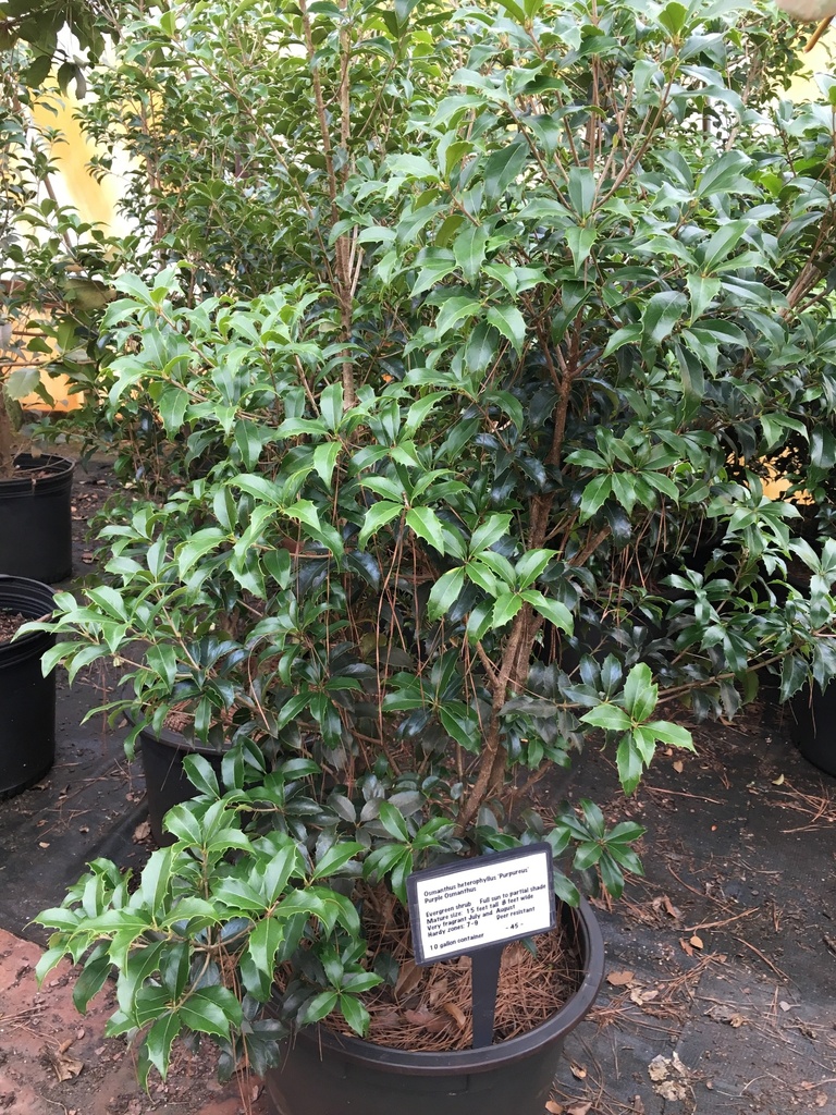 [123488041-10g-container-sold-out] Purple Osmanthus (Osmanthus heterophyllus 'Purpureus') - B&B (10 gallon container)