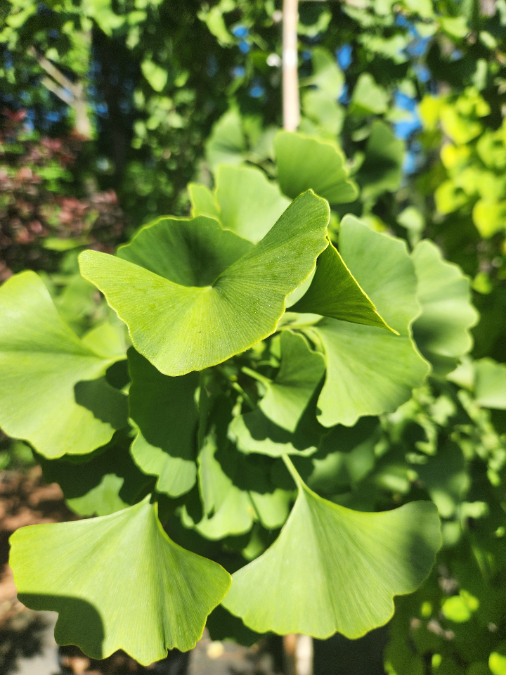 [princeton-sentry-maidenhair-tree-15g-container-sold-out] Princeton Sentry Ginkgo - Male Maidenhair Tree (15 gallon container)