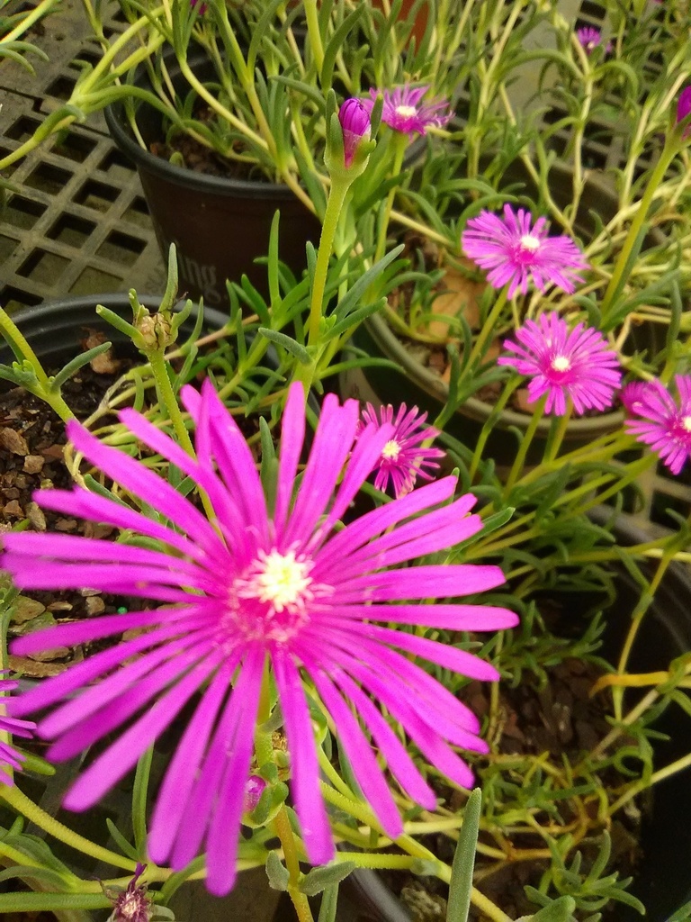 [123488028-1g-container] Starburst Ice Plant - Drought Tolerant Groundcover