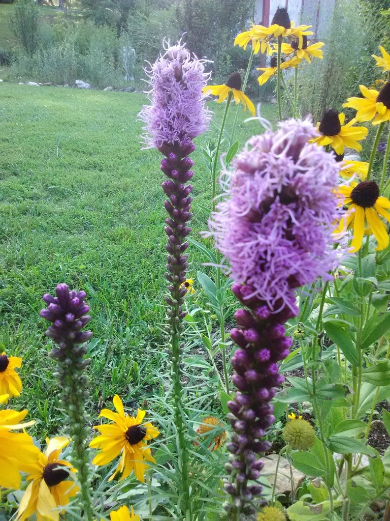 [123488021-1g-container] Kobold Blazing Star | Liatris spicata 'Kobold' (1 gallon container)