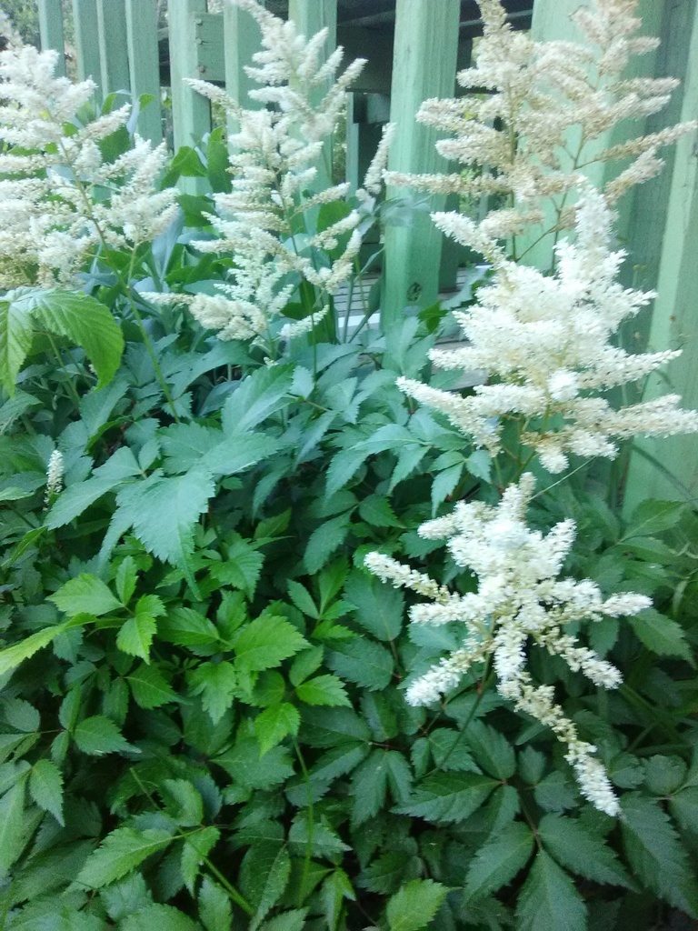 Washington Astilbe - White Flowering Shade Perennial