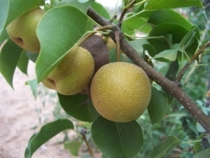 [12348754-7g-container] Shinko Asian Pear Tree - Fire Blight Resistant Fruit Tree (7 gallon container)