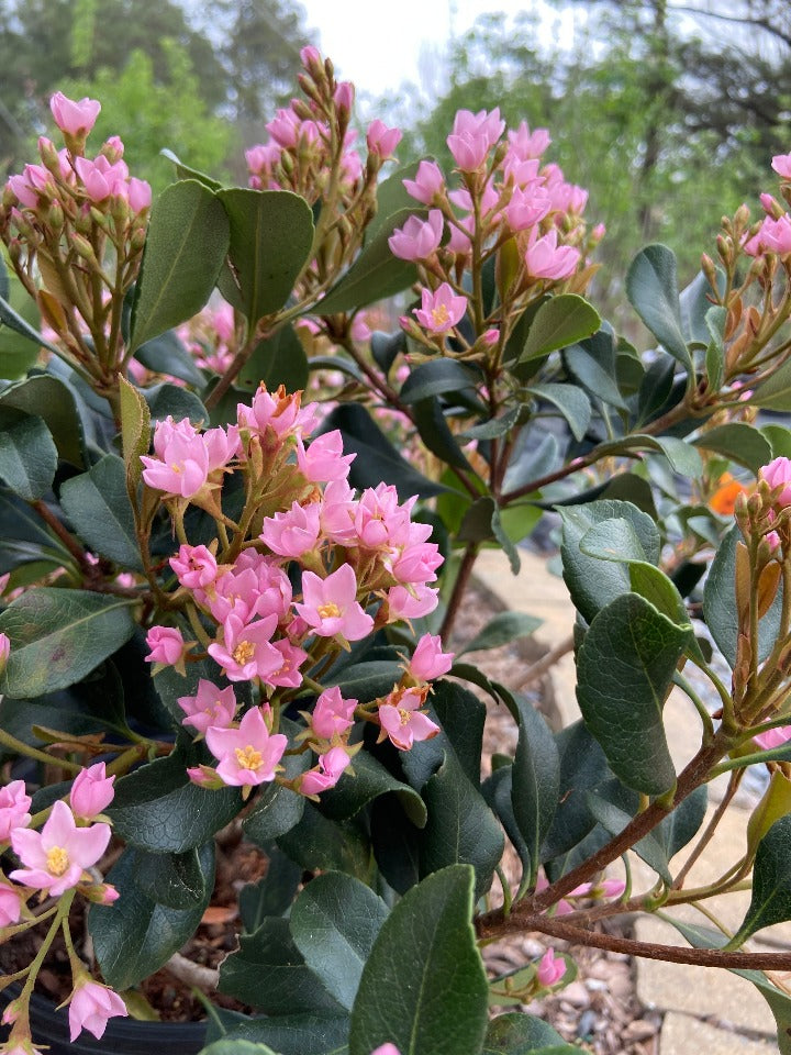 [12348753-3g-container] Eleanor Tabor Indian Hawthorn - Evergreen Flowering Shrub (3 gallon container)