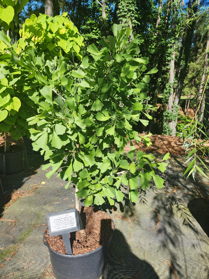 [saratoga-maidenhair-tree-7g-container-sold-out] Saratoga Ginkgo Maidenhair Tree - Ginkgo biloba 'Saratoga'