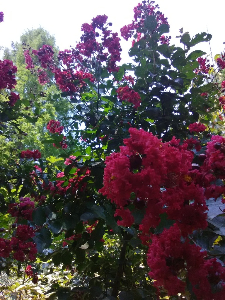 [12348752-3g-container-sold-out] Dynamite Crape Myrtle (Whit II) - Bright Red Blooms (3 gallon container)