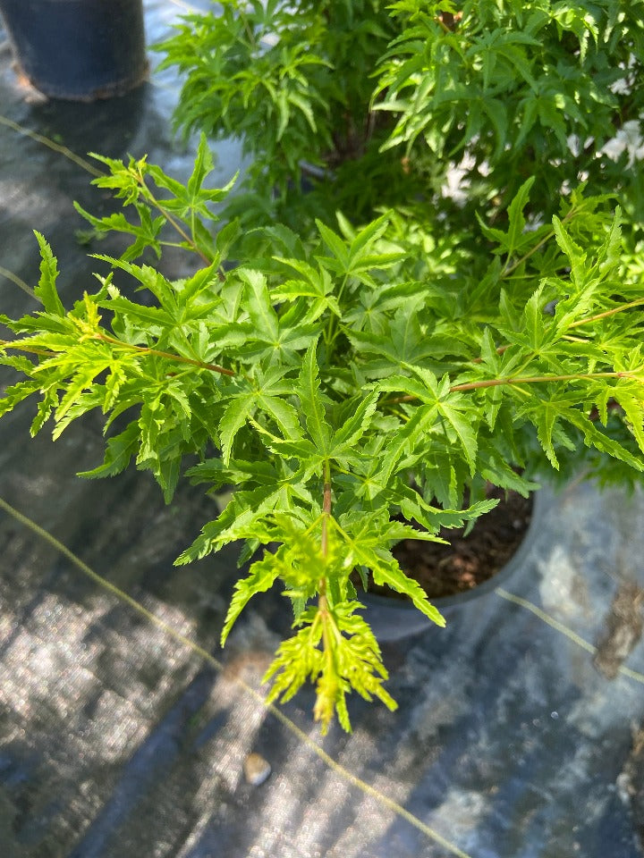 [shishigashira-japanese-maple-6g-container] Shishigashira Japanese Maple