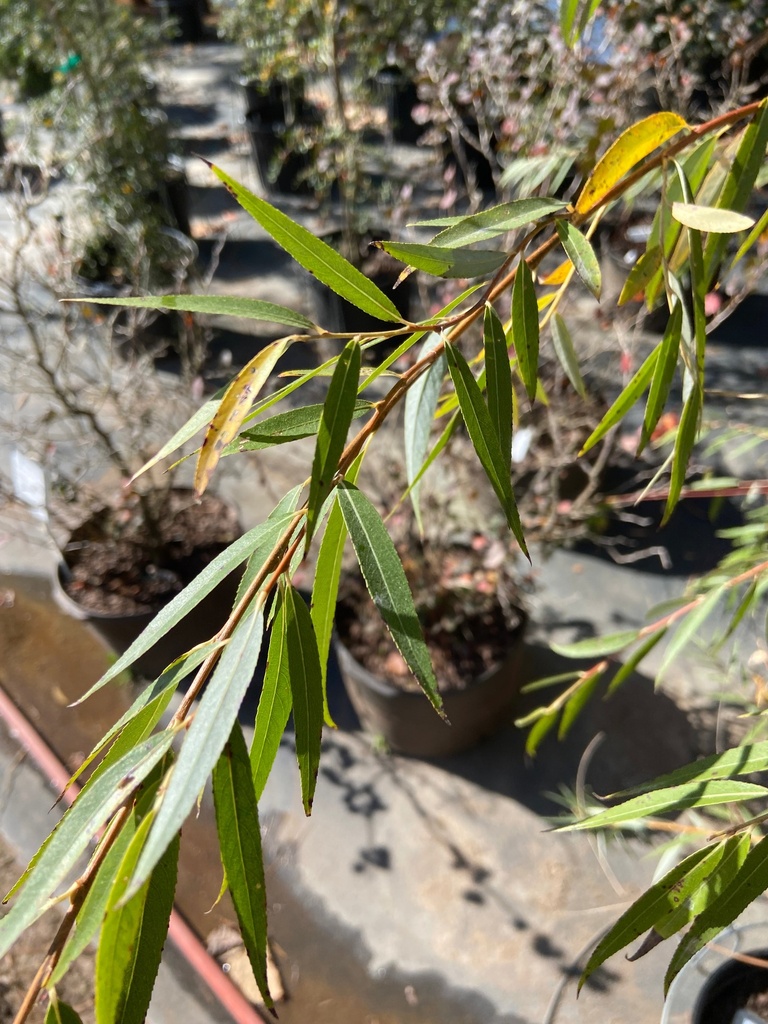 Golden Weeping Willow – Salix alba 'Tristis'