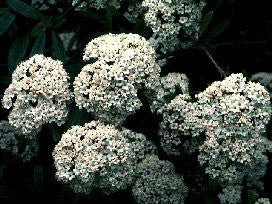 Prague Viburnum (Viburnum x pragense) - Evergreen Shrub
