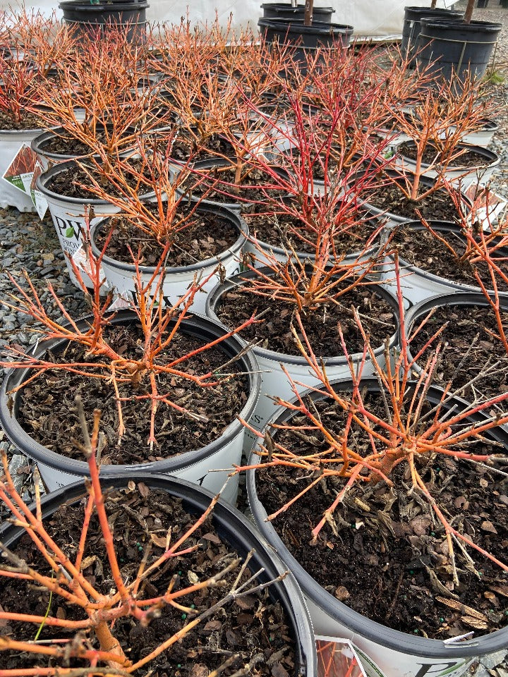 [artic-sun-dogwood-3g-container-sold-out] Arctic Sun Dogwood - Cornus sanguinea 'Cato'