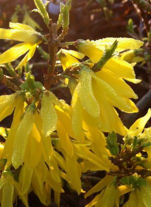 [12348726-3g-container] Gold Tide Dwarf Forsythia - Deer Resistant Yellow Bell Shrub