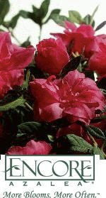 [7/22/26 KC A5] Autumn Rouge Encore Azalea (Rhododendron 'Conlea')