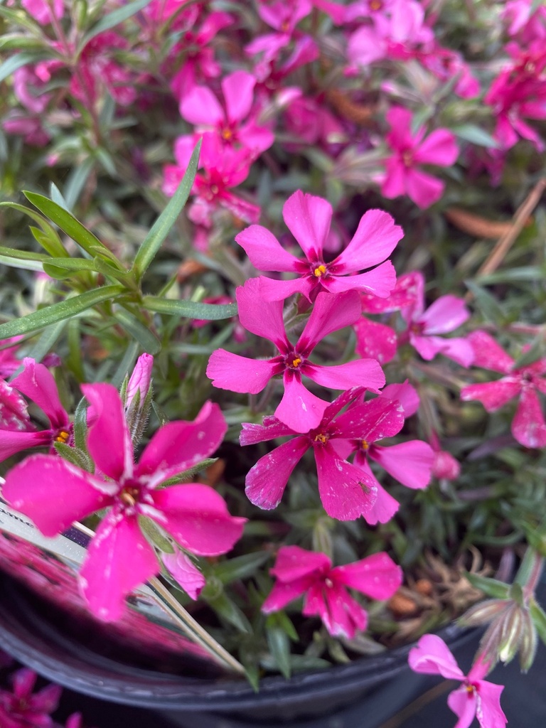 [9/18/26 KF AHC6 GC GHA] Phlox subulata 'Scarlet Flame' - Scarlet Flame Creeping Phlox (1 gallon container)