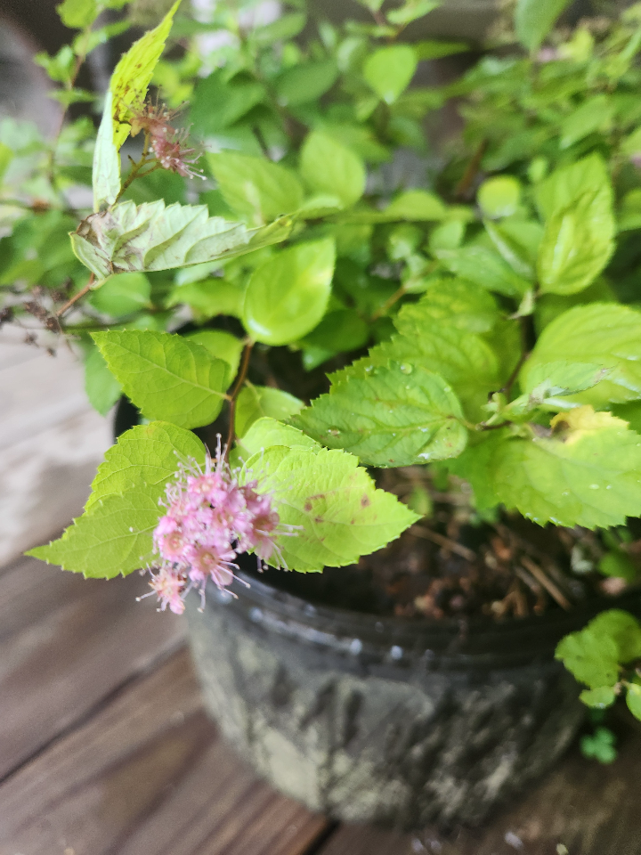 Lemon Princess Spirea – Yellow Foliage & Pink Blooms