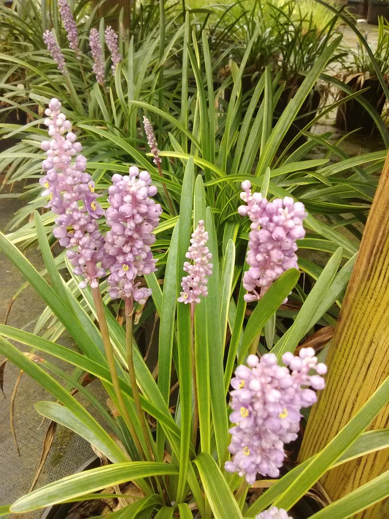 [12348711-1g-container] John Burch Variegated Liriope (1 gallon container)