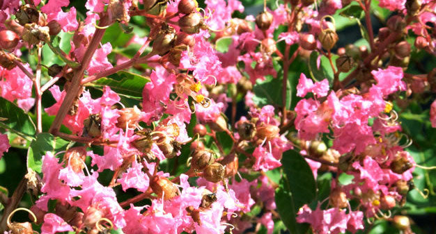 [12348705-3g-container-sold-out] Hopi Crape Myrtle – Semi-Dwarf Pink Flowering Shrub (3 gallon container)