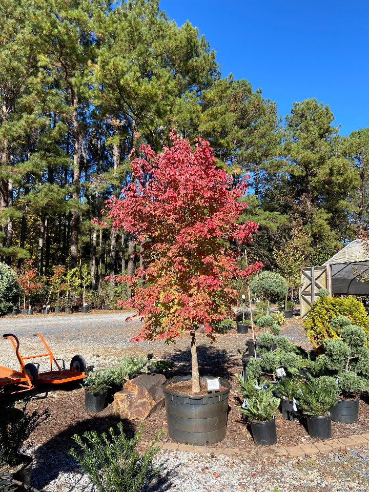 Acer buergerianum - Trident Maple