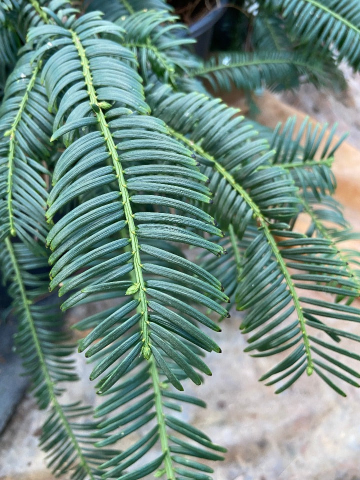 [9/10/26 KF GC] Mary Fleming Plum Yew (Cephalotaxus harringtonia 'Mary Fleming')
