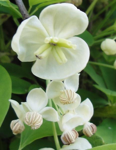 [12348702-3g-container-sold-out] White Chocolate Vine (Akebia quinata 'Alba')