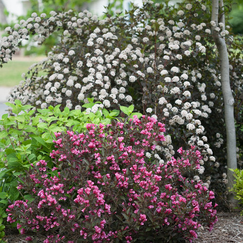 [12348701-2g-container-sold-out] Wine and Roses Weigela - Proven Winners Flowering Shrub (2 gallon container)